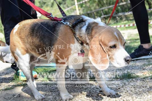 Campionato Italiano CaniCross